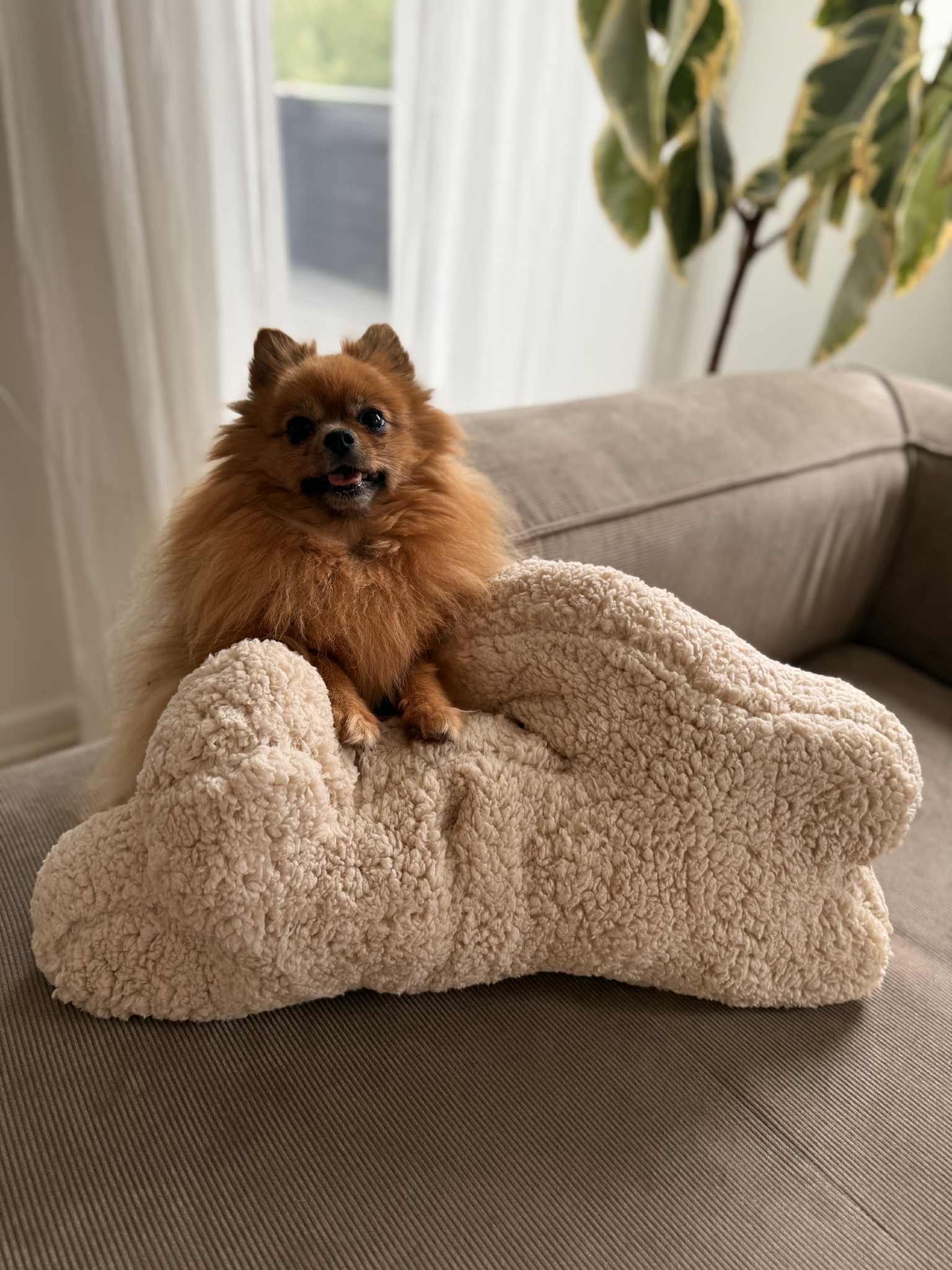 Zenora Kæmpe Kanin - PupDeluxe.dk