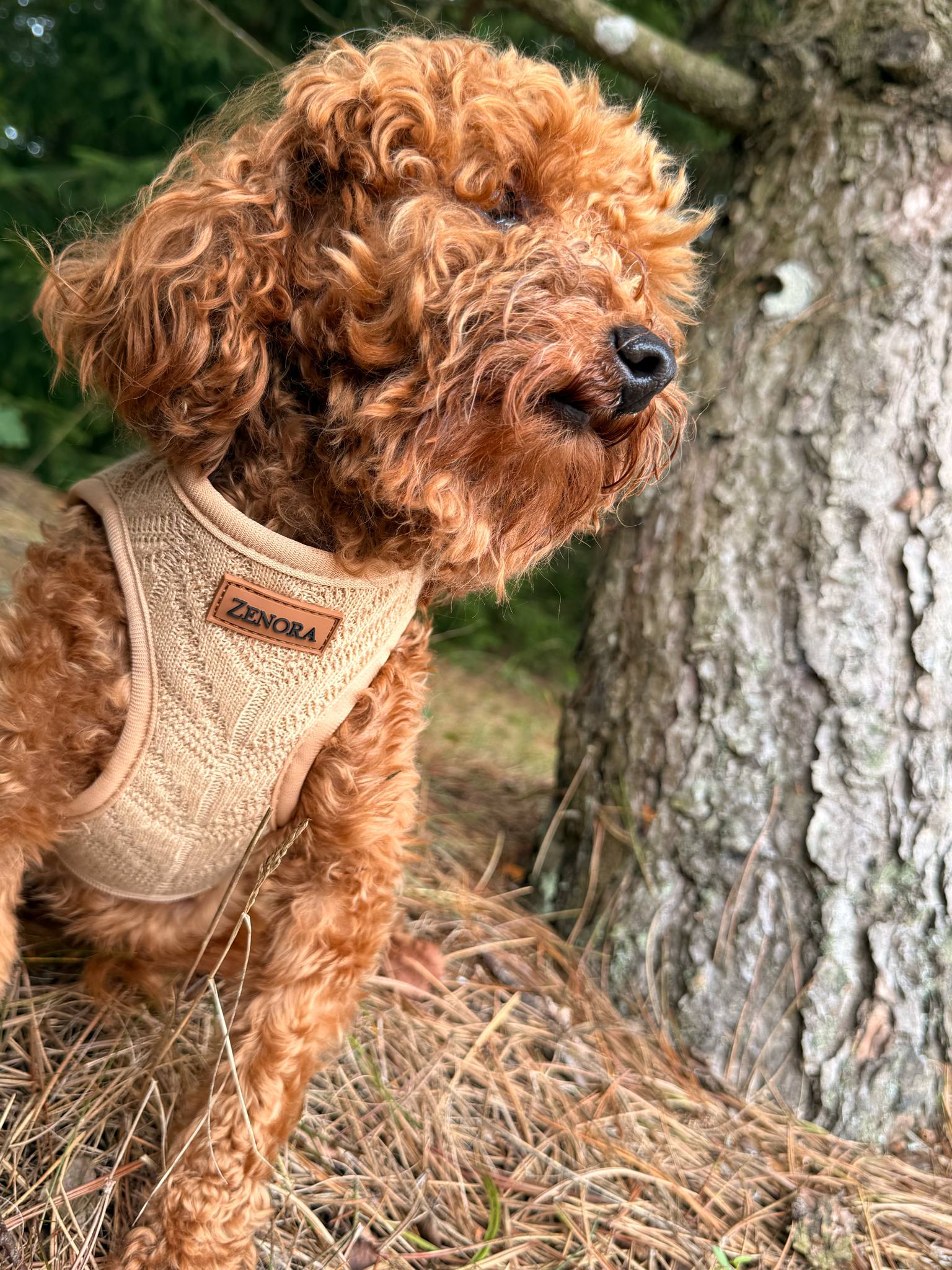 Zenora Magglia Step-in sele - PupDeluxe.dk