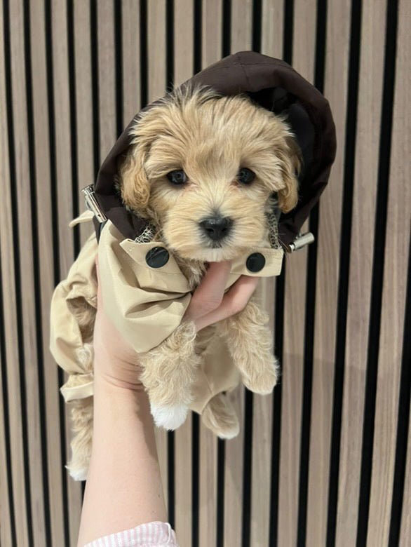 Zenora regnjakke - PupDeluxe.dk