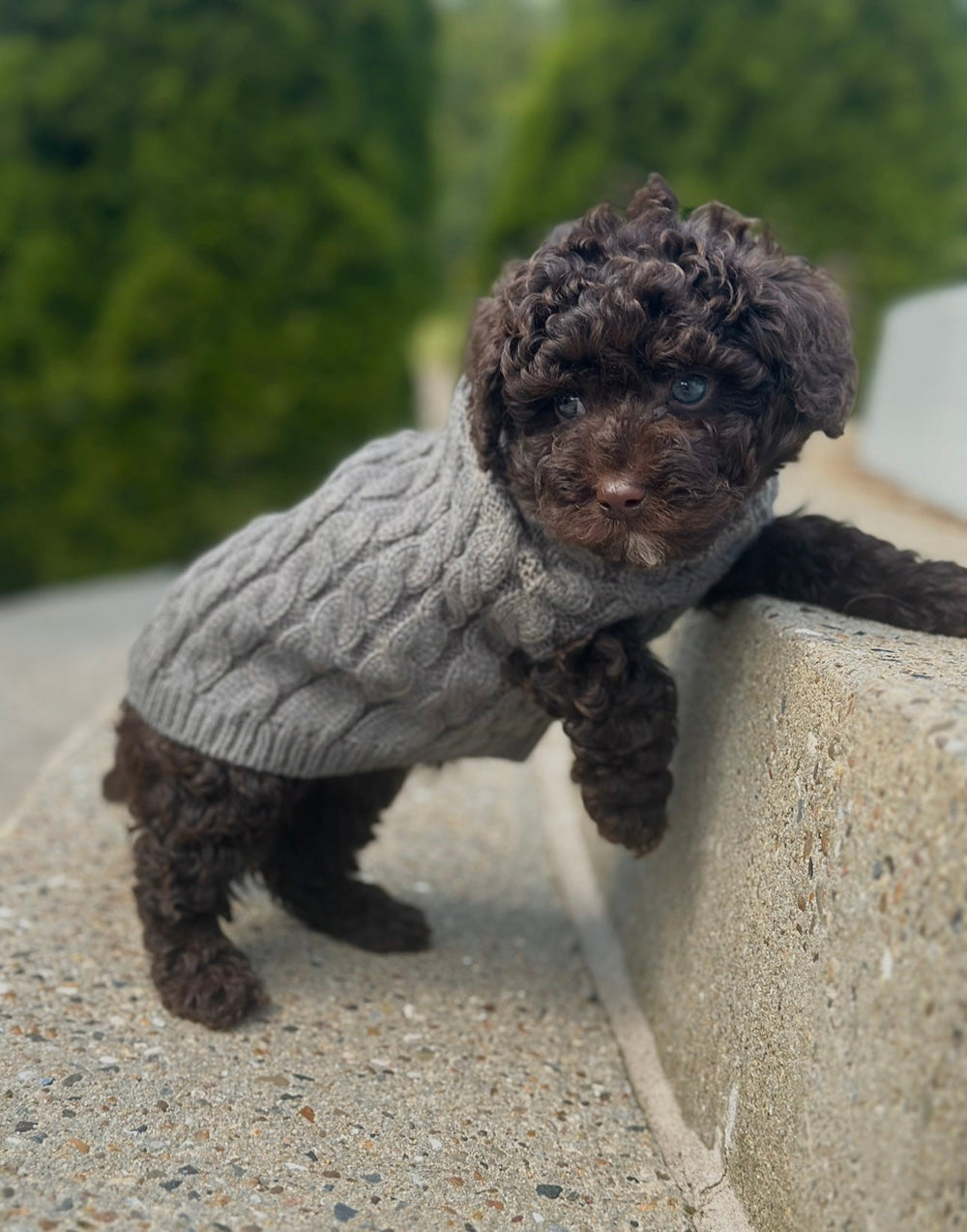 Zenora Striktrøje til hund - PupDeluxe.dk